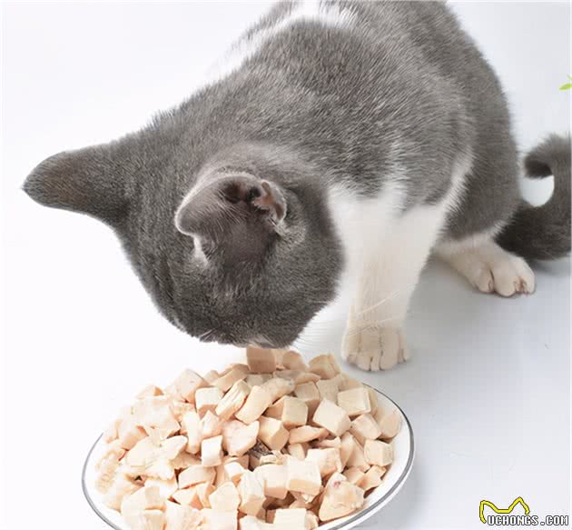 猫咪动不动就咬人？简单几招纠正它的坏习惯