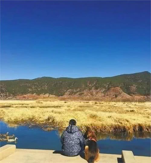 它是汶川地震中战功卓越的搜救犬，十四岁时走完了自己传奇的一生