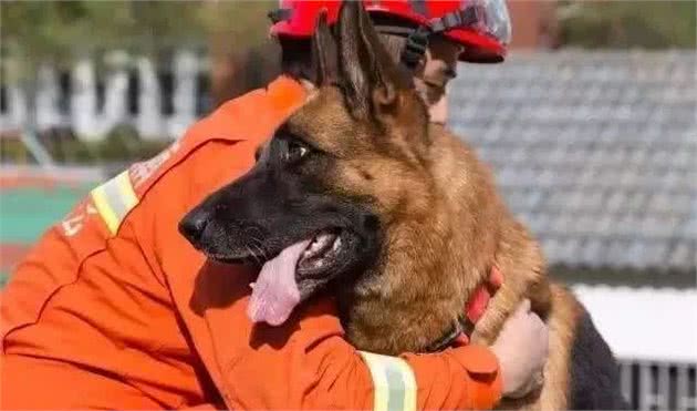 它是汶川地震中战功卓越的搜救犬，十四岁时走完了自己传奇的一生
