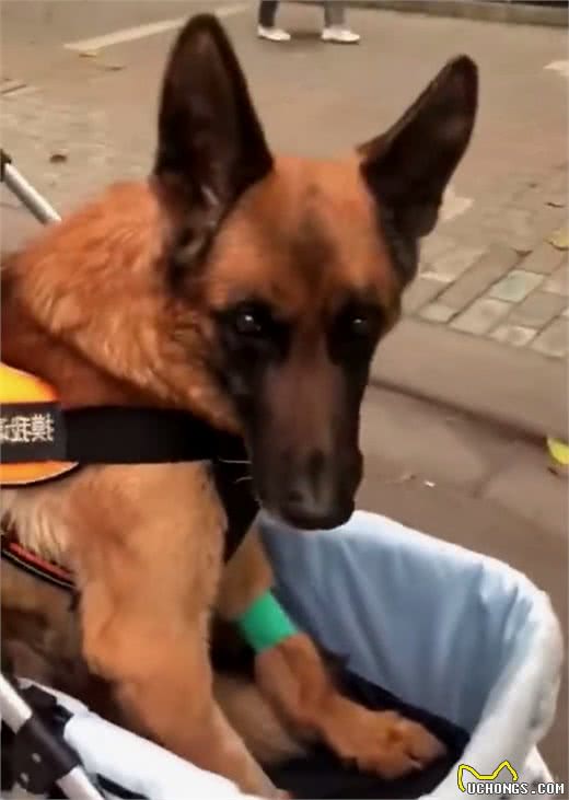它是汶川地震中战功卓越的搜救犬，十四岁时走完了自己传奇的一生