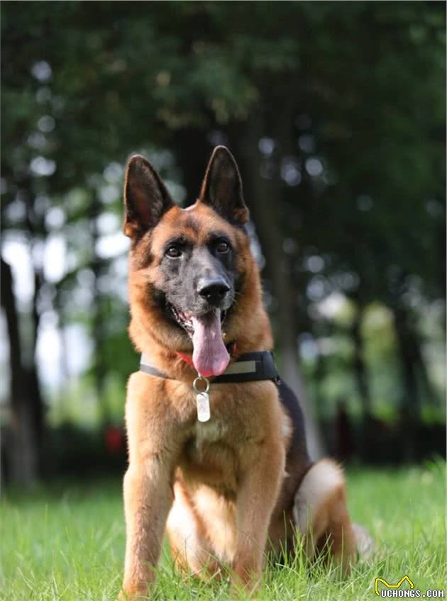 它是汶川地震中战功卓越的搜救犬，十四岁时走完了自己传奇的一生