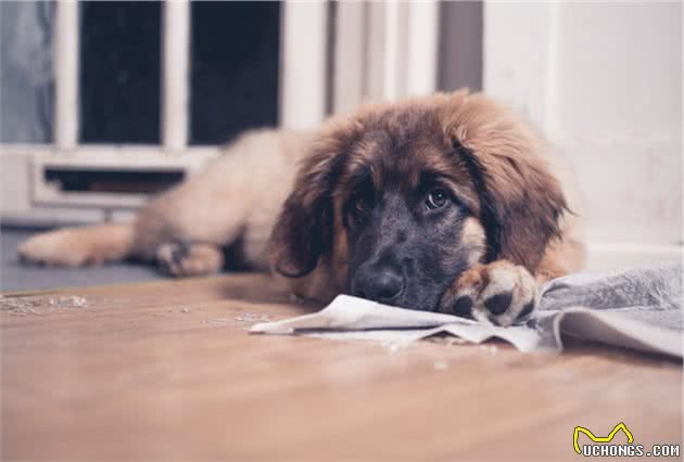 狗狗在家里随地大小便？先别责怪狗狗，说不定它其实是失禁了