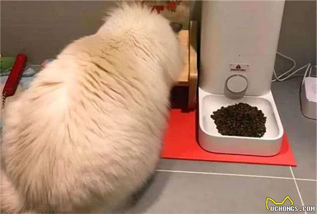 主人出差时仅给宠物留食物并无法解决问题，细说你未知的四点危害