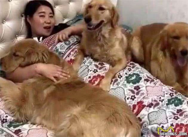 这7种狗狗，抱着睡觉很舒服，堪称“冬季暖手宝”