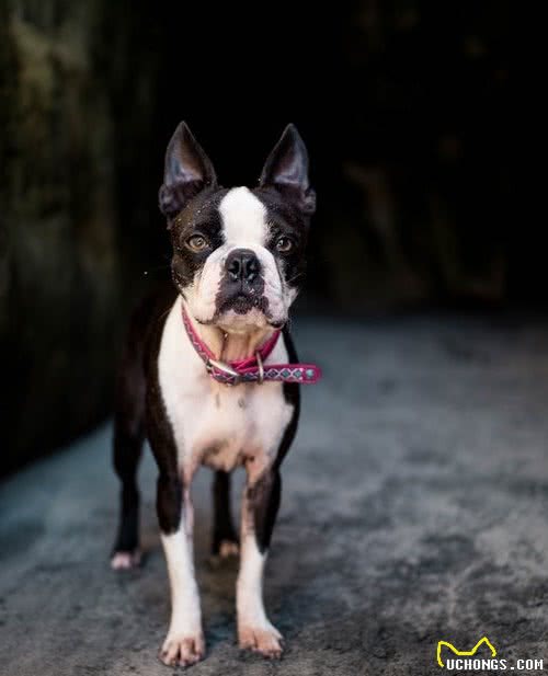 两个有趣的爱波士顿梗犬美照
