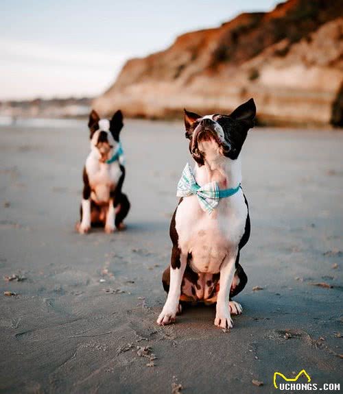 两个有趣的爱波士顿梗犬美照