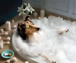 狗狗拿你当“外人”，才有这些“举动”，别不懂！