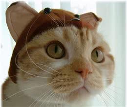 你好！我叫喵可爱