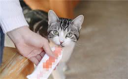 一支营养膏到底害了多少狗和猫？