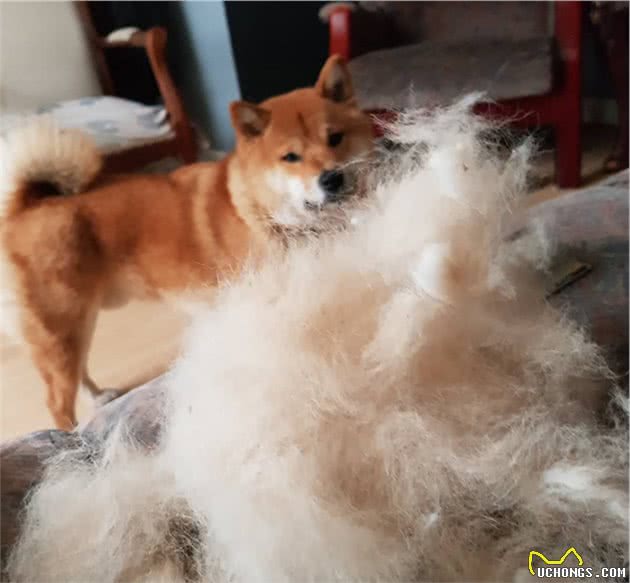 为什么狗狗在冬天掉毛特别多？与主人爱干净也有关系