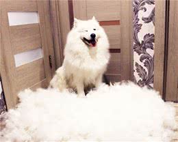 为什么狗狗在冬天掉毛特别多？与主人爱干净也有关系