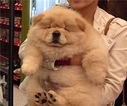 养松狮犬是种什么体验？虽说吃得多，却能拿命保护你