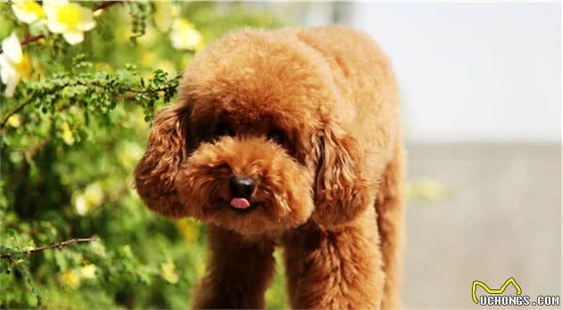 狗狗得狂犬后有哪些表现？如何预防？