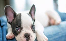 养宠经验：幼犬吃自己粑粑怎么办？处理幼犬异食的一些技巧和措施
