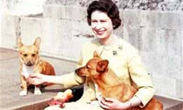 英国女皇圣诞前痛失爱犬，仅剩最后一只狗陪伴