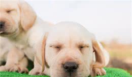 狗不会说话，勤于沟通会给它带来灵性，其灵性大小在于你说了多少