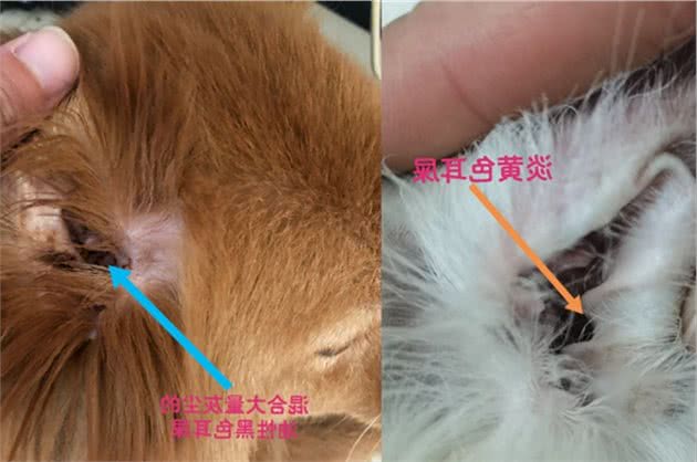 狗狗也会有耳屎吗？详解耵聍腺形成耳屎的过程和它的相关疾病治疗
