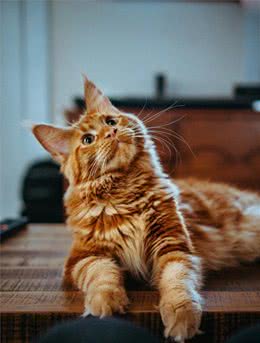 如果有一只猫咪又大又温柔，又飒又威猛，别怀疑，它就是缅因猫！
