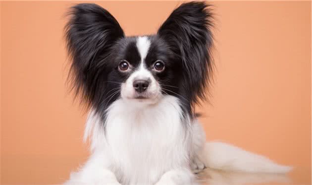 细数“蝴蝶犬”的五大优点，网友：我后悔没养一只