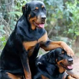 5个原因告诉你，为什么人们更喜欢公犬？