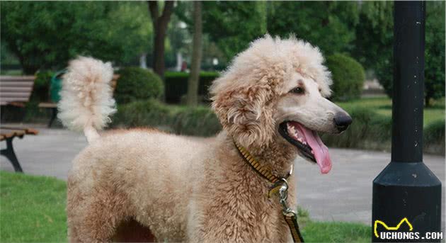贵宾犬的6种“性格解析”，你家属于哪一种？