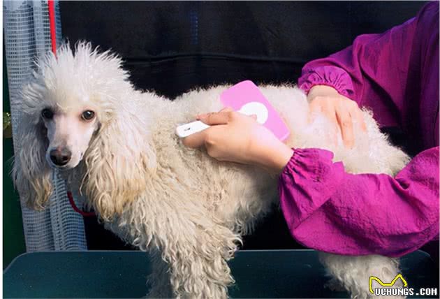 贵宾犬的6种“性格解析”，你家属于哪一种？