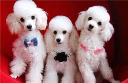贵宾犬的6种“性格解析”，你家属于哪一种？