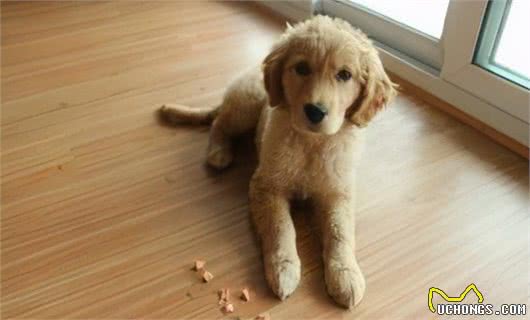 为什么劝你养“金毛犬”，不要养“拉布拉多犬”？理由有5个