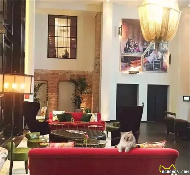 继承老佛爷21亿遗产，住在奢华巴黎豪宅！如今这只猫过的咋样？