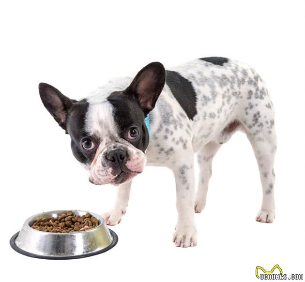 家有小型犬，如何正确选择适合的狗粮？一文告诉你选粮的正确姿势