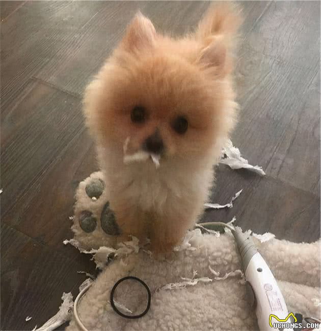 博美犬一旦有这6种表现，意味着它吃醋了，宠主都不懂