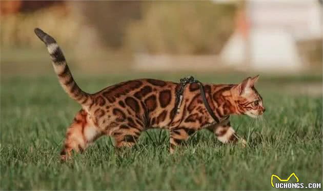 据说猫奴都希望得到这5种猫，不是钱包不给力，早就养了