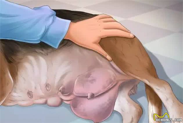 狗狗坐月子，该注意什么？