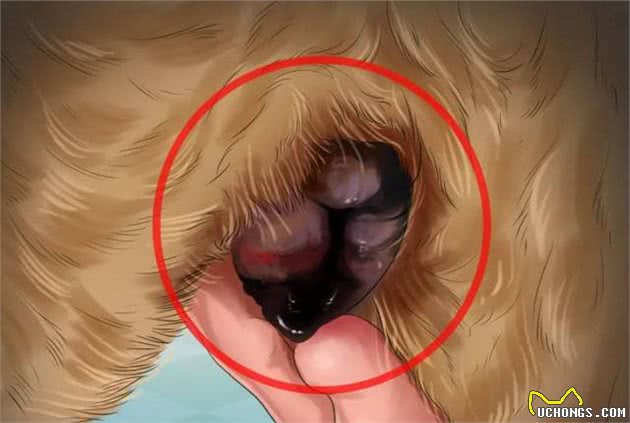 狗狗坐月子，该注意什么？