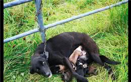 狗妈被铁链拴在野外的栏杆上，却还在喂6只小狗喝奶，母爱太伟大