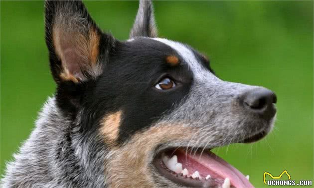 世界10大最聪明的名犬，金毛和拉布拉多成功入选，你养了哪种？