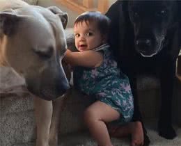 狗狗阻拦小主人上楼梯，小主人急得快哭了，真实原因很暖心