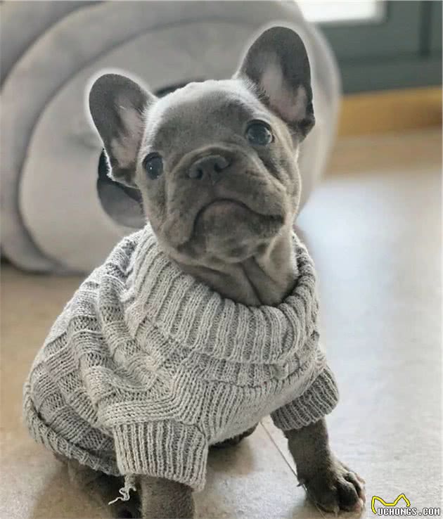 冬天给宠物穿衣服，真的是在保护它们吗？
