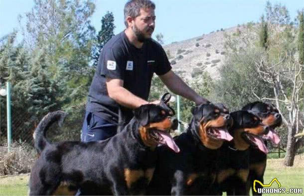 拒绝罗威纳犬好可惜：5大好处，就这么和你“擦肩而过”