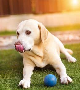 狗狗耳道很容易滋生细菌，要定期给它清洁耳朵