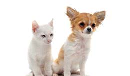 犬猫门静脉分流该如何应对？请看下文