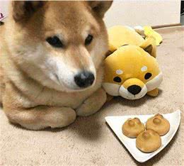 柴犬挑食别只会饿着，还有这4个更好的办法！