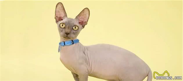 想养猫又拿不准品种？这十大名猫你可以参考一下