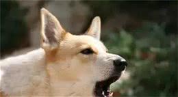 狗狗爱叫，不外乎这7个原因，弄明白了才能轻松应对