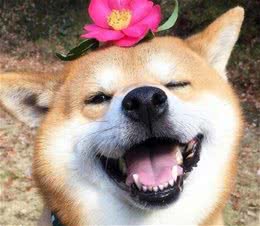 狗狗向主人示好的8种行为，出现得越频繁，说明你们越亲密