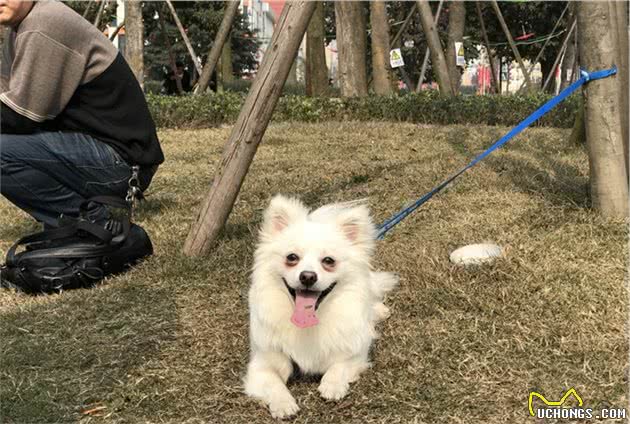 辟谣：宠物出现泪痕是因为吃得太咸？这只是原因之一