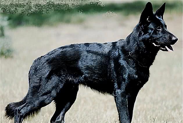 取代德国牧羊犬，成为下一任“犬中之王”？非马犬莫属