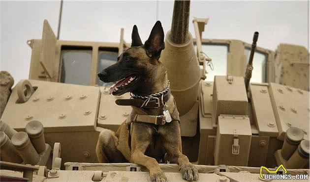 取代德国牧羊犬，成为下一任“犬中之王”？非马犬莫属