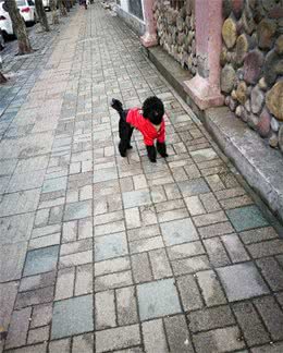 狗狗认识厕所吗？