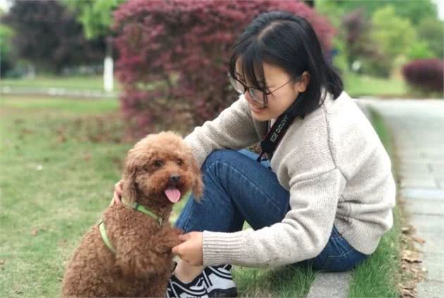 为何泰迪来中国后迅速成为国民宠物犬？养狗人说出了实情